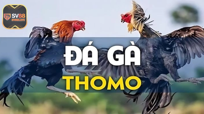 Da Ga Thomo