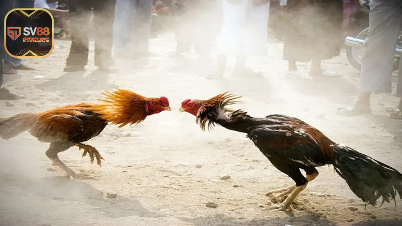 Vì sao trực tiếp đá gà 67 ngày càng thu hút?