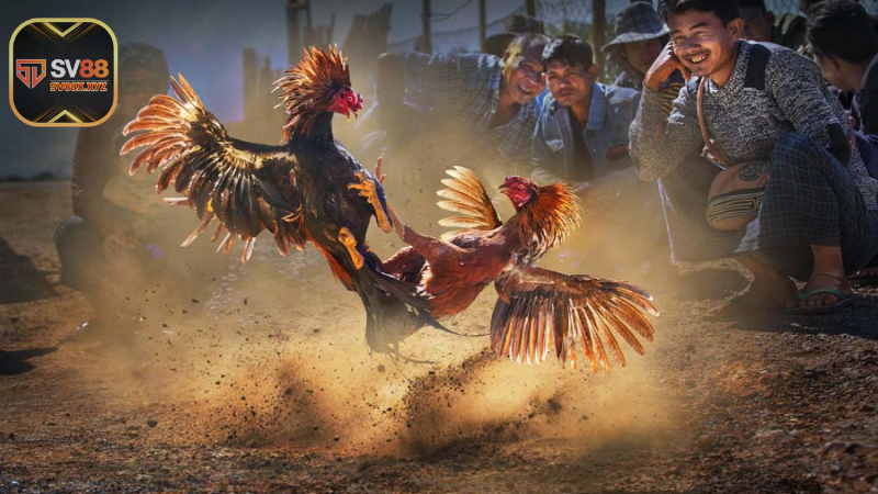 Đá Gà Trực Tiếp Là Gì Và Có Gì Hấp Dẫn?