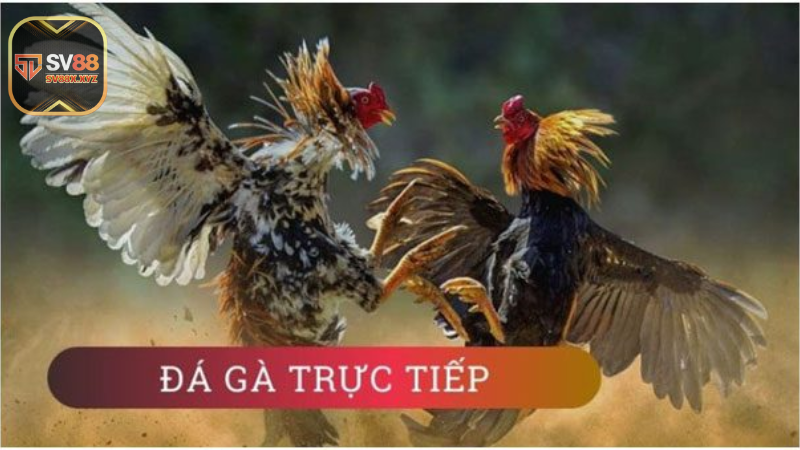 Những lý do nên xem trực tiếp đá gà 67 hôm nay