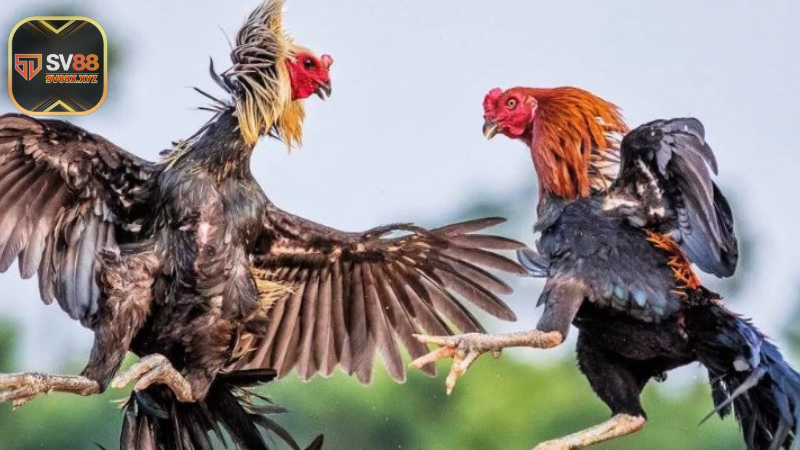 Xem Đá Gà Trực Tiếp Ở Đâu Uy Tín, Chất Lượng?